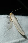 Eilema caniola