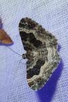 Epirrhoe alternata