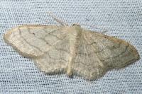 Idaea aversata