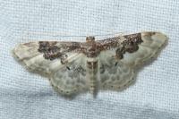 Idaea rusticata