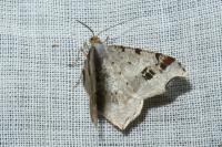 Macaria alternata