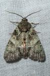 Polyphaenis sericata