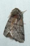 Thaumetopoea pityocampa