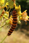 Tyria jacobaeae