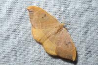 Watsonalla binaria
