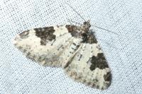 Xanthorhoe fluctuata