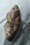 Xanthorhoe ferrugata/spadicearia
