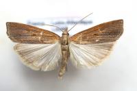 Pediasia contaminella