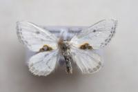 Cilix hispanica