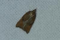 Acleris rhombana