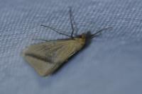 Rhodometra sacraria