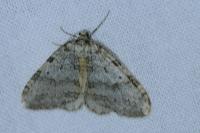 Epirrita