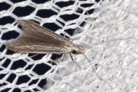Coleophora calycotomella