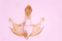 Coleophora calycotomella