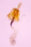 Coleophora flavipennella