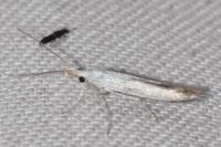 Coleophora kuehnella