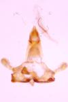 Coleophora kuehnella