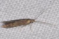 Coleophora serratella
