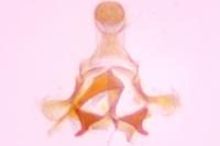 Coleophora serratella