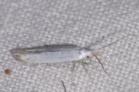 Coleophora kuehnella