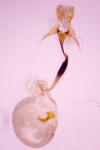 Coleophora kuehnella