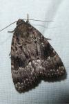Amphipyra pyramidea