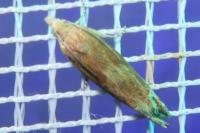 Eucosma gr. hohenwartiana