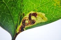 Stigmella perpygmaeella