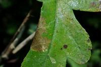 Parornix anglicella
