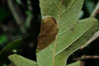 Parornix anglicella