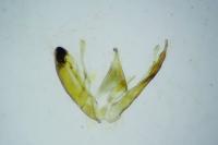Emmelina monodactyla