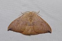 Watsonalla uncinula