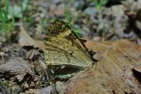 Chloroclysta siterata