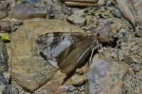 Dysstroma truncata