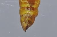 Epirrita dilutata