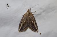Chesias legatella