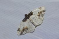 Ligdia adustata