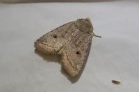 Leptologia lota