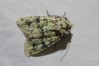 Griposia aprilina