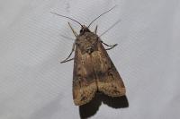 Agrotis ipsilon