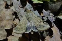 Helicoverpa armigera