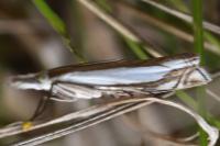 Crambus pascuella