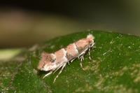Phyllonorycter trifasciella