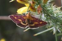 Pyrausta purpuralis