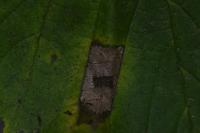 Phyllonorycter nicellii