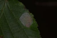 Phyllonorycter coryli