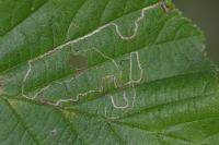 Stigmella microtheriella