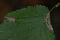 Parornix devoniella