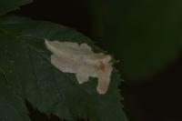 Coptotriche marginea
