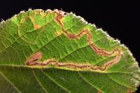 Stigmella aurella/splendidissimella
